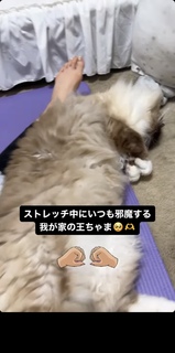 Shiki Aoki